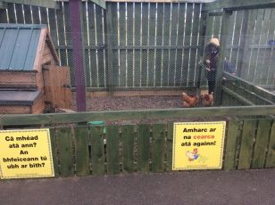 Tá feirm bheag scoile againn! We have a little school farm!